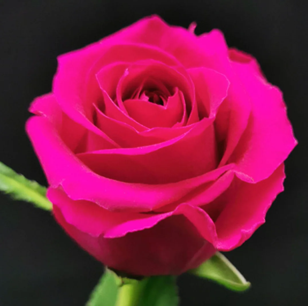 Pink Roses